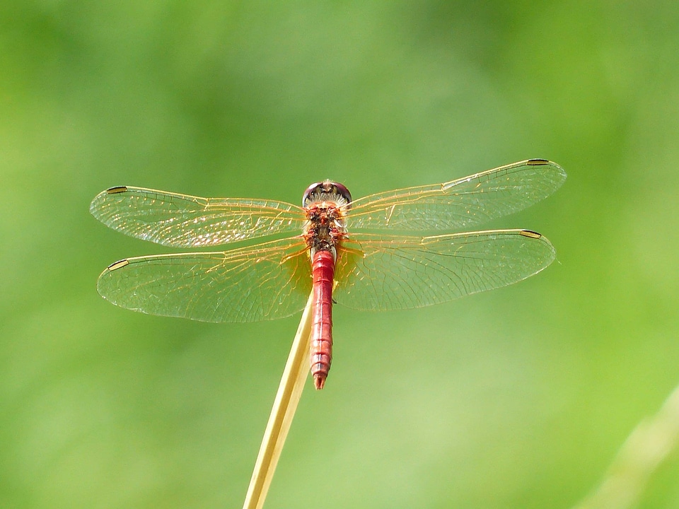 Animal arthropod beautiful image