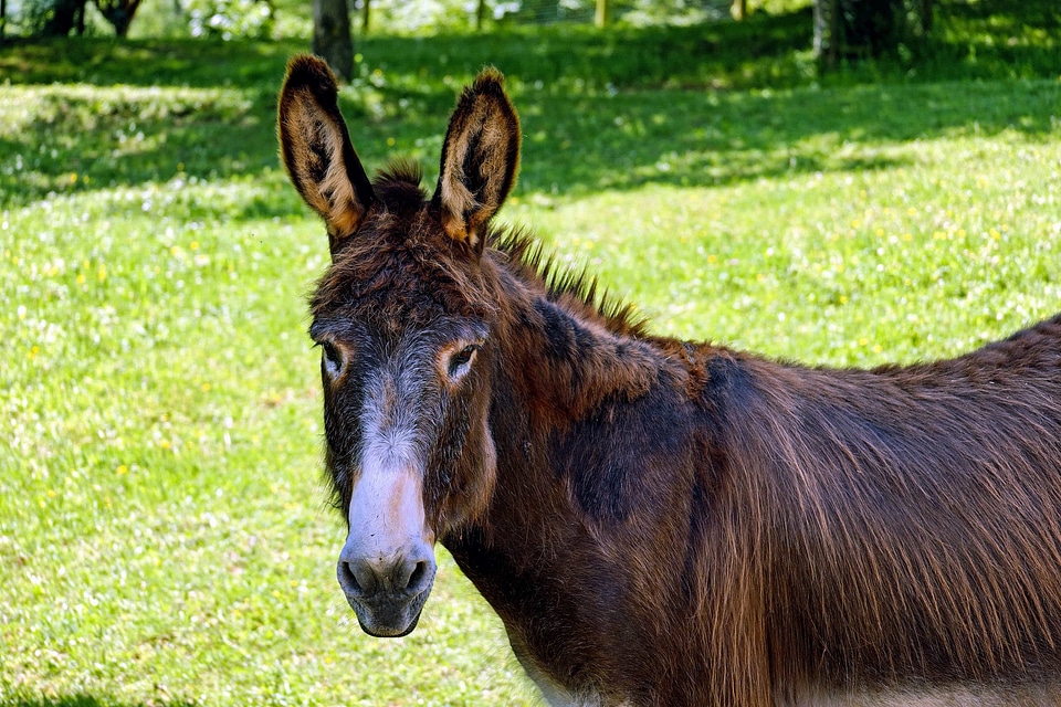 Animal beautiful photo donkey