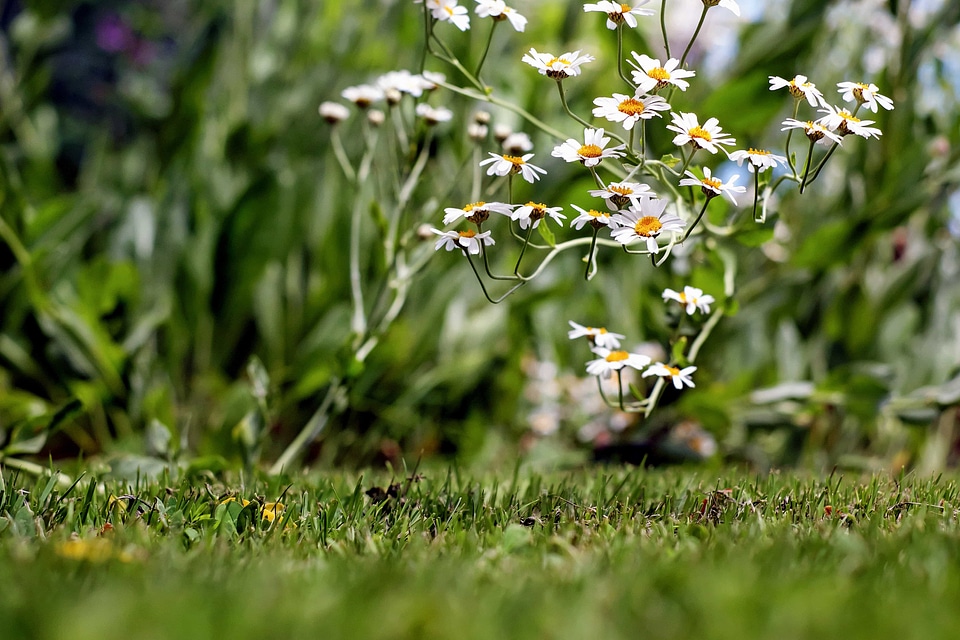 Beautiful Flowers blooming blossom