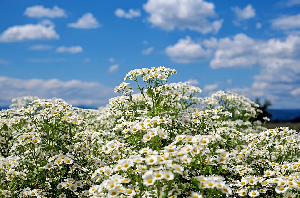 Beautiful Flowers bloom blooming