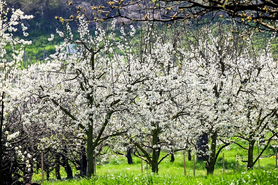 Beautiful Flowers blooming blossom