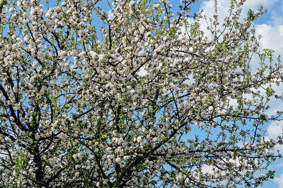Beautiful Flowers blooming blossom