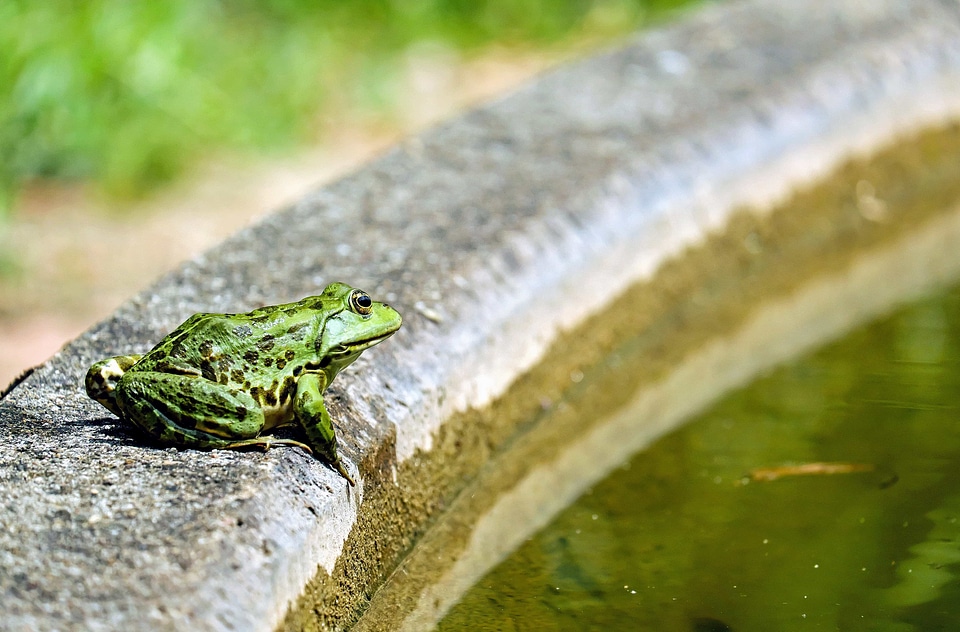 Amphibian animal eye