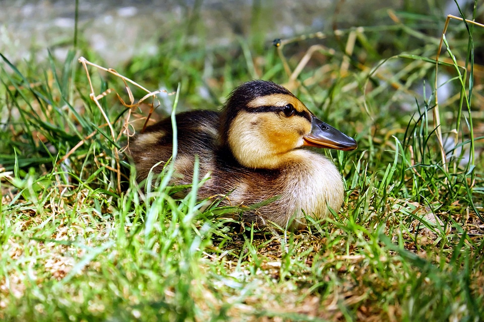 Animal aquatic bird bird