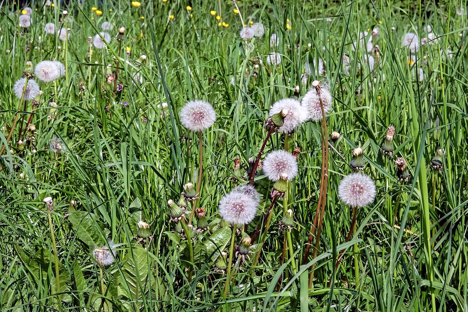 Beautiful Flowers bloom blooming