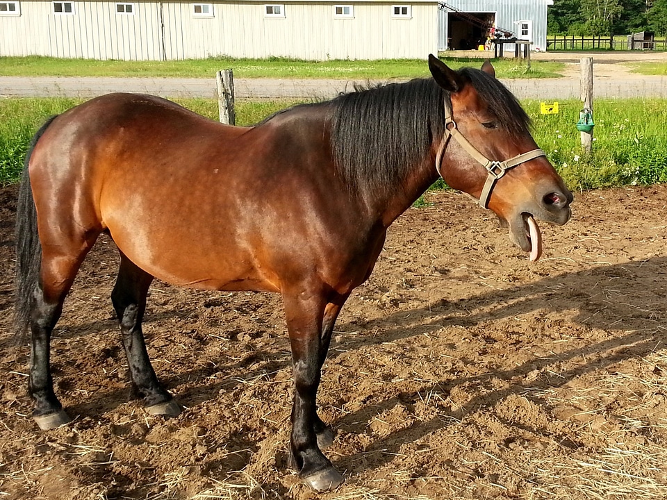 Riding animal outdoor