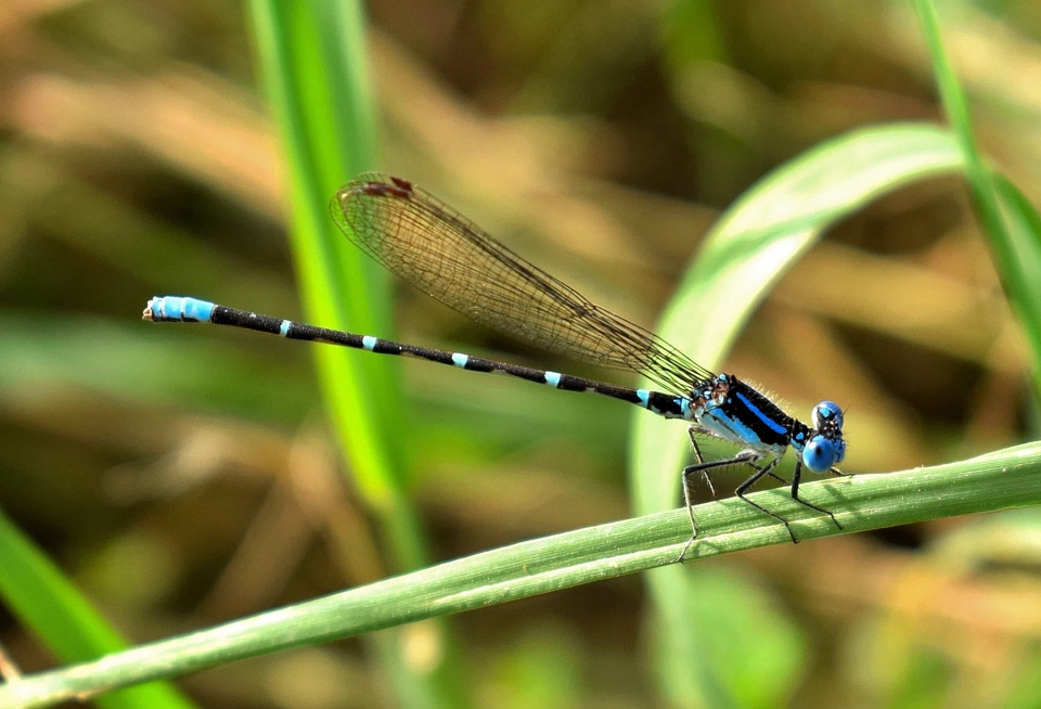 Animal arthropod beautiful image