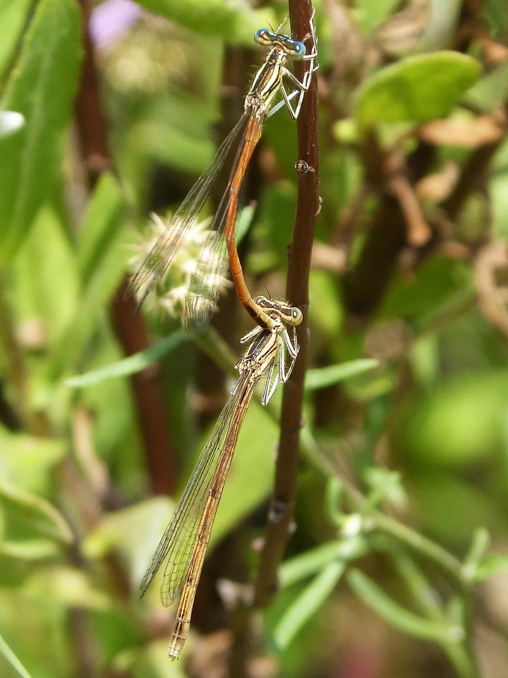 Animal arthropod biology