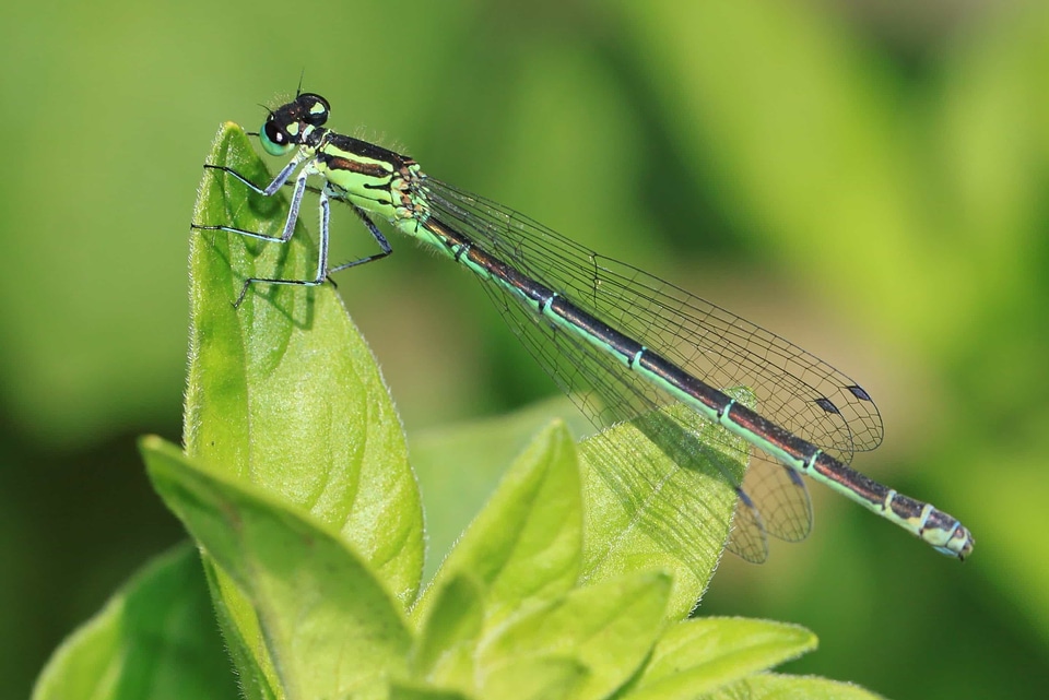 Animal arthropod beautiful photo