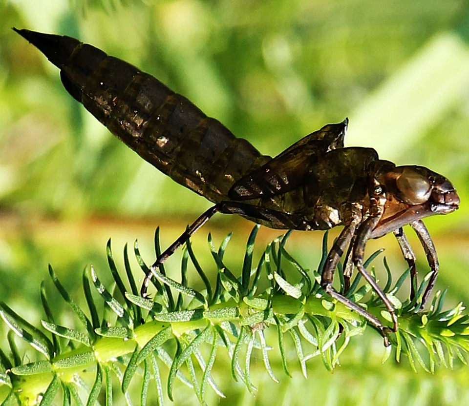 Animal arthropod bug