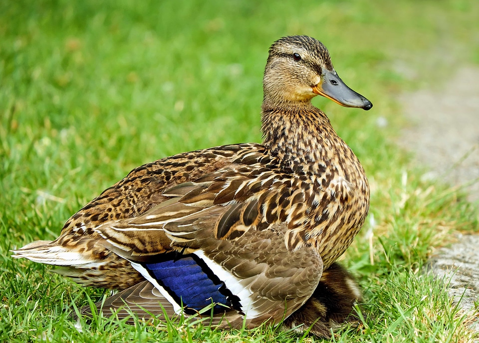 Animal aquatic bird avian
