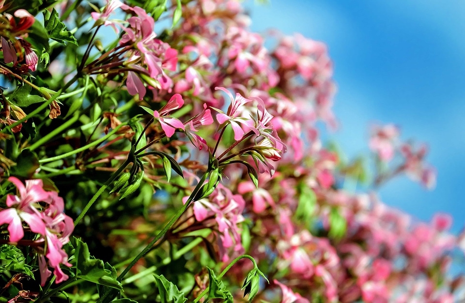 Beautiful beautiful flowers blooming