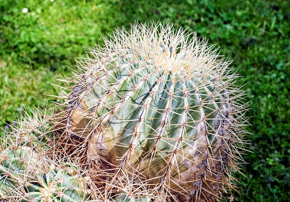 Cactus desert flora