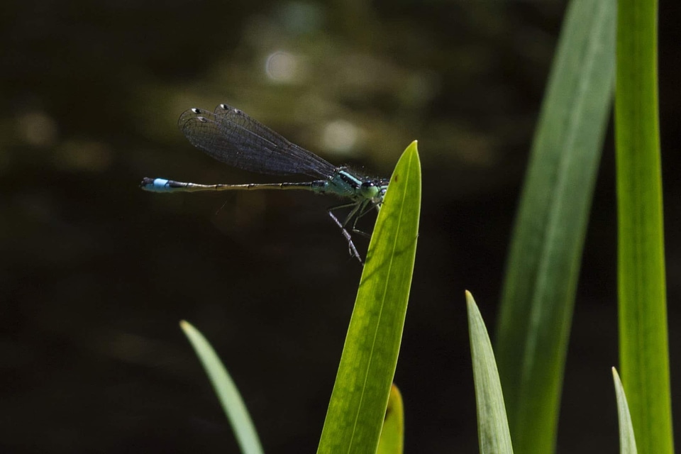 Animal arthropod biology photo