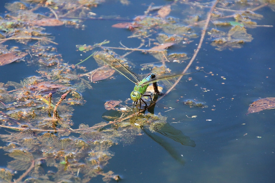Animal arthropod biology