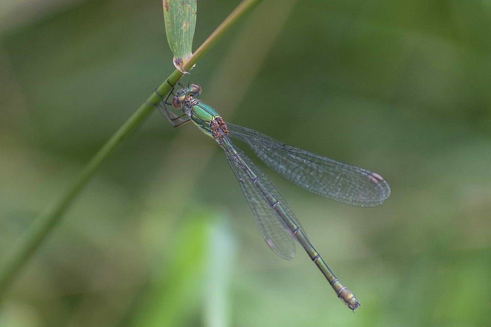Animal arthropod beautiful photo