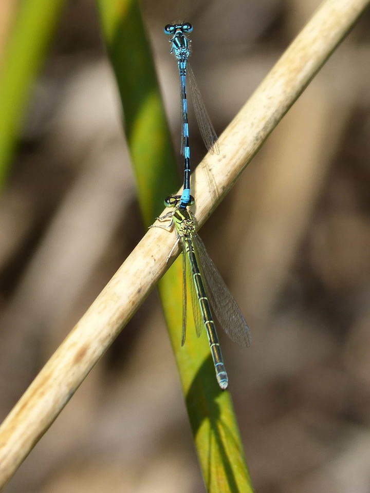 Animal arthropod biology