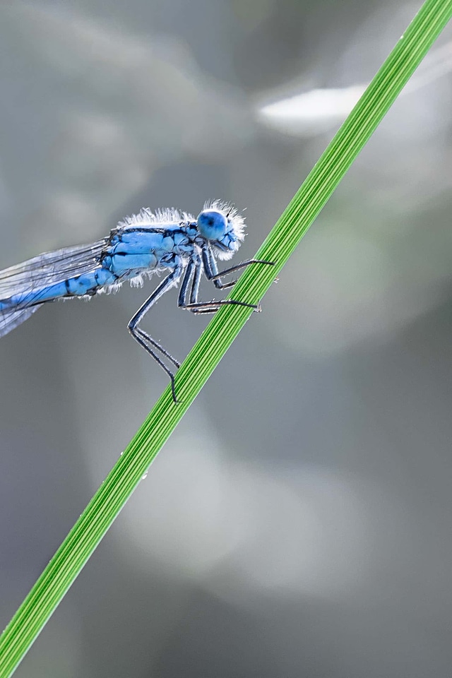 Animal arthropod biology