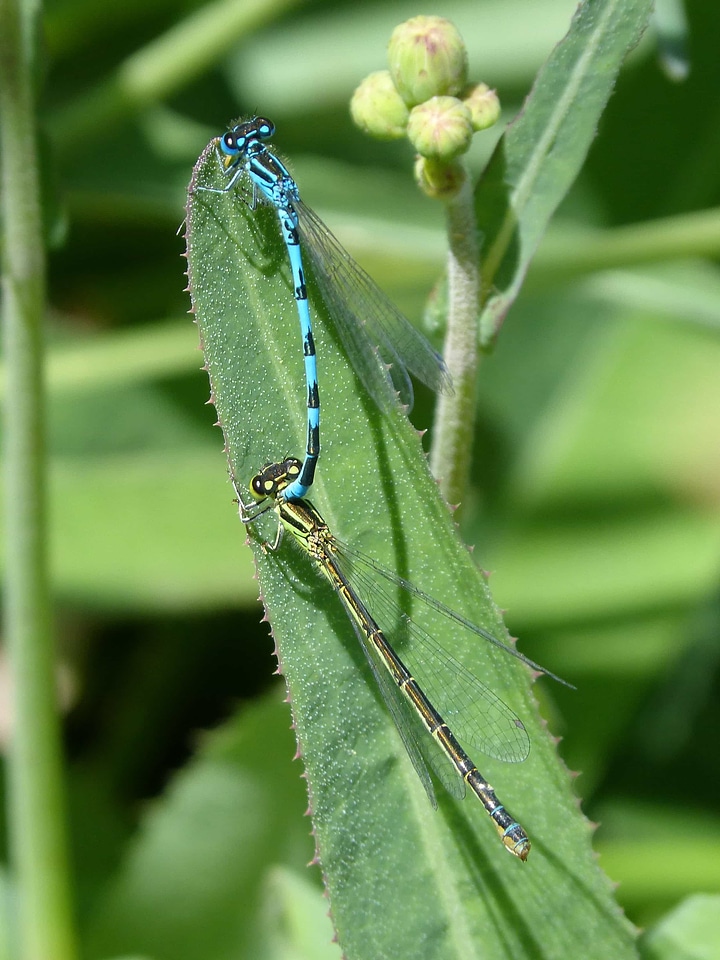 Animal arthropod biology