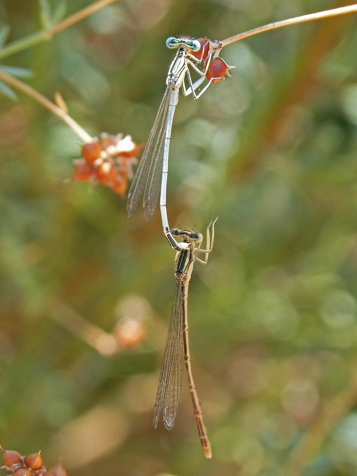 Animal arthropod biology