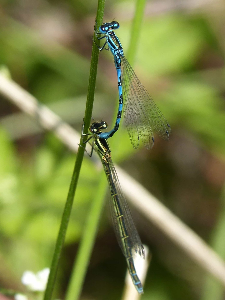 Animal arthropod biology