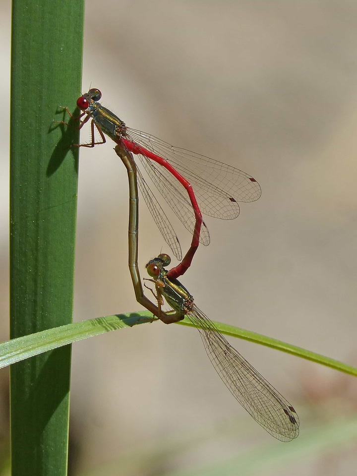 Animal arthropod biology