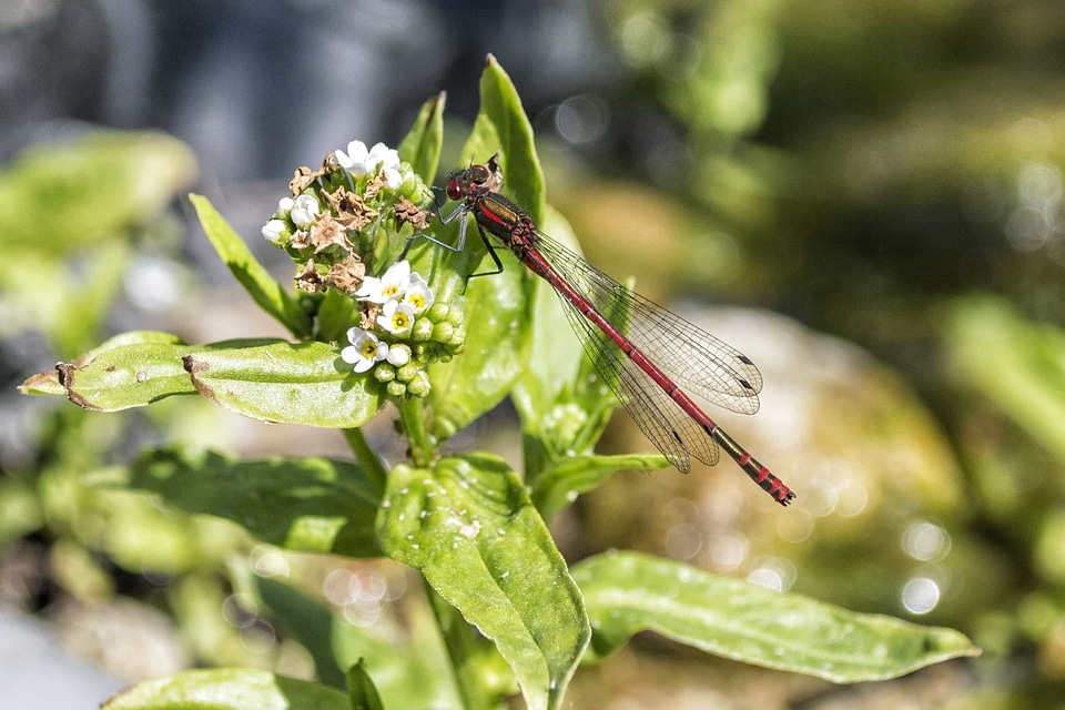 Animal arthropod beautiful flowers