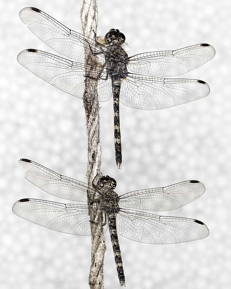Animal arthropod biology