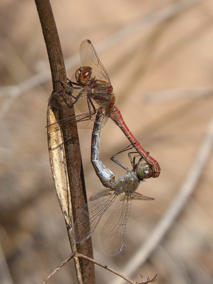 Animal arthropod biology