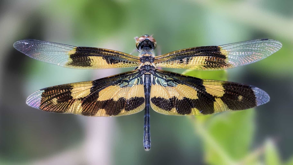 Animal arthropod biology