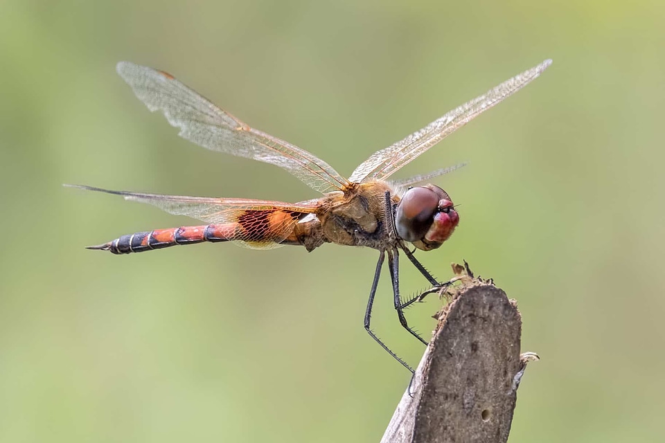 Animal arthropod beautiful image