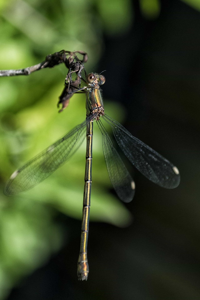 Animal arthropod biology