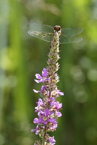 Animal arthropod beautiful flowers