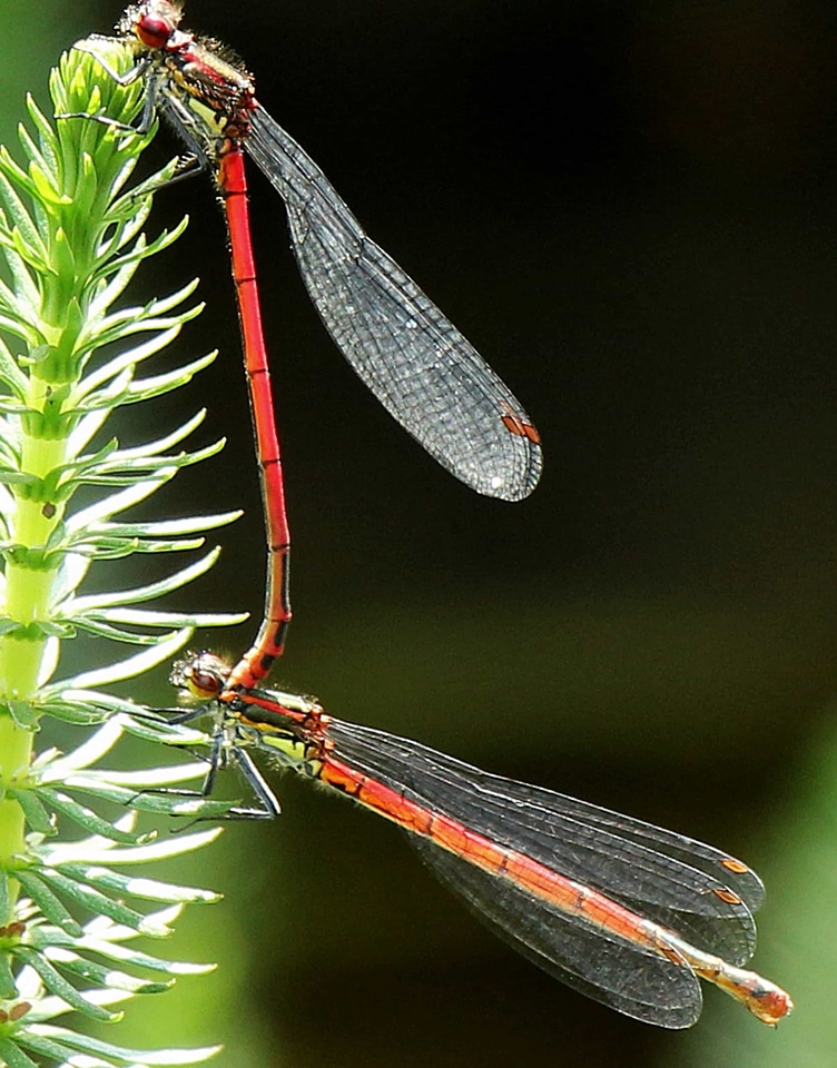 Animal arthropod biology