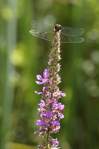 Animal arthropod beautiful flowers