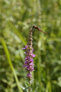Animal arthropod beautiful flowers