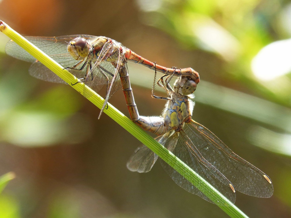 Animal arthropod biology
