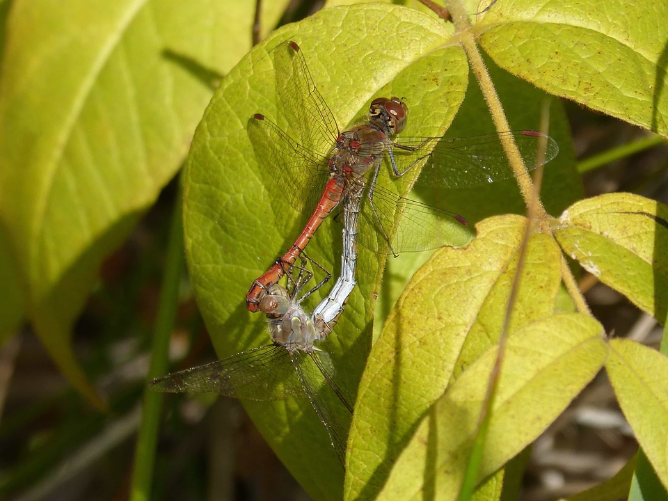 Animal arthropod biology