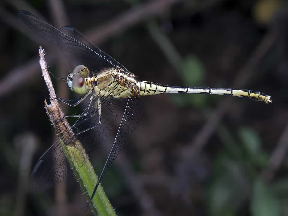 Animal arthropod biology