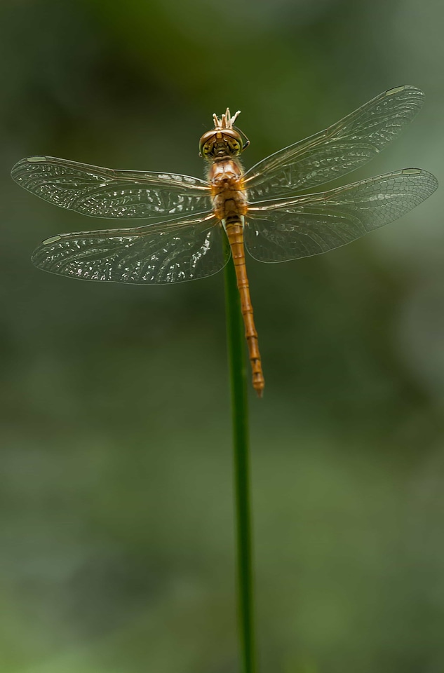 Animal arthropod biology