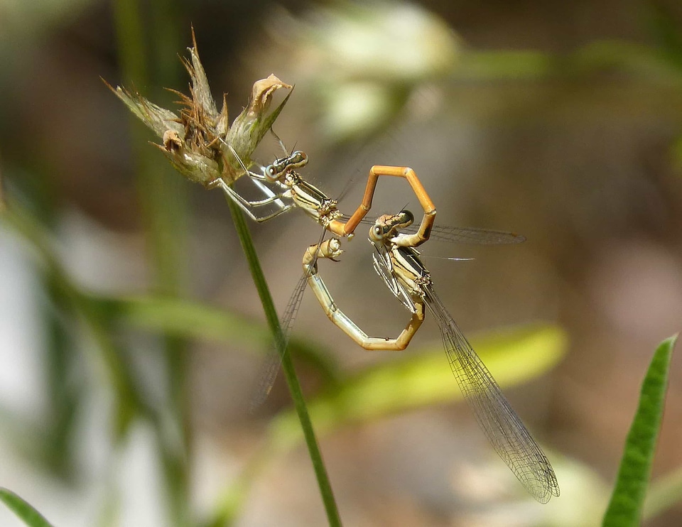 Animal arthropod biology