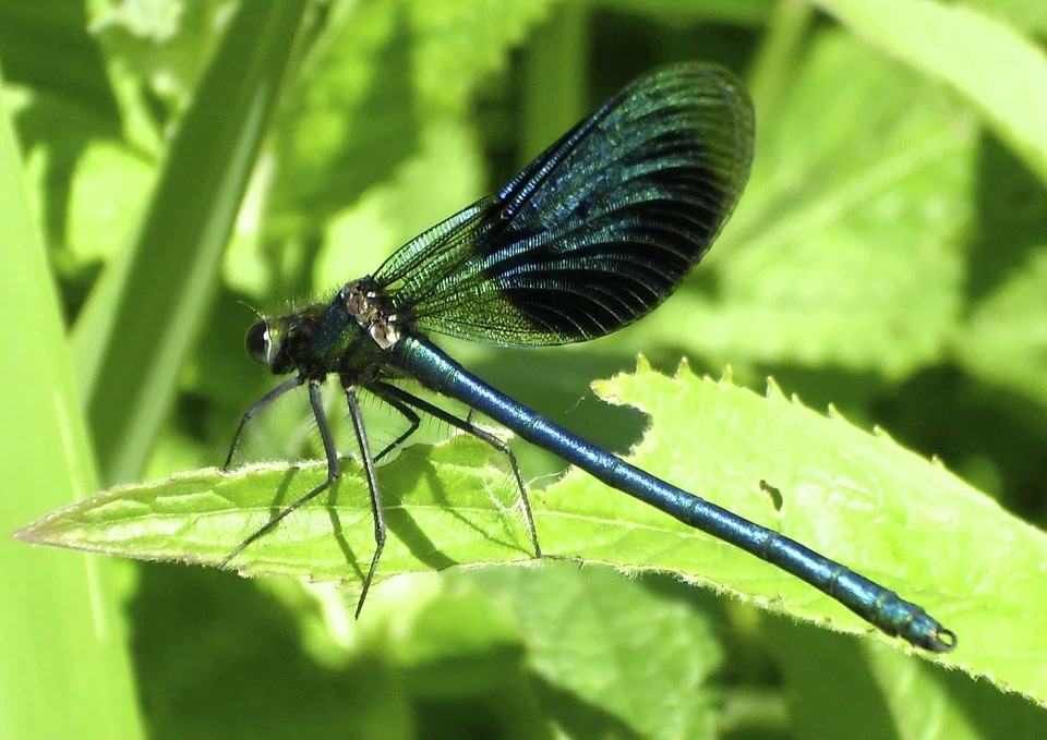 Animal arthropod biology