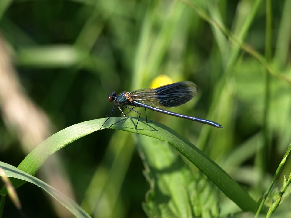 Animal arthropod biology