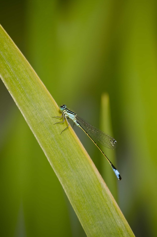 Animal arthropod biology