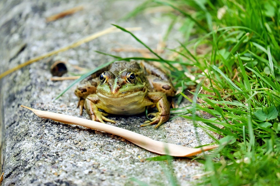Amphibian animal fauna