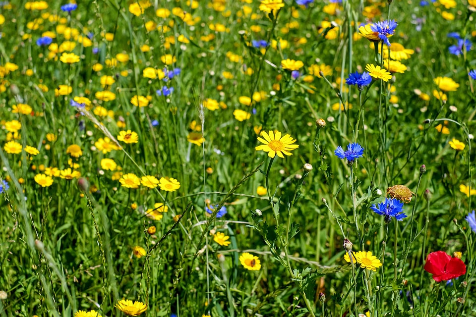 Agriculture beautiful flowers blooming