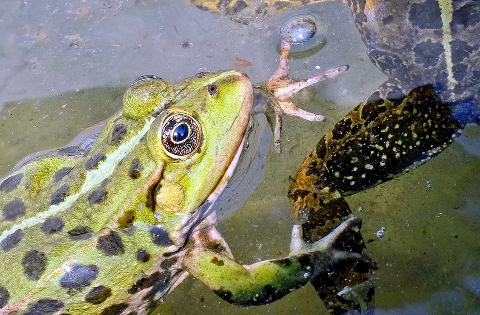 Amphibian animal eye