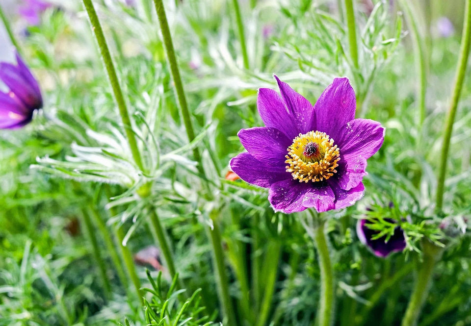 Beautiful beautiful flowers beautiful photo