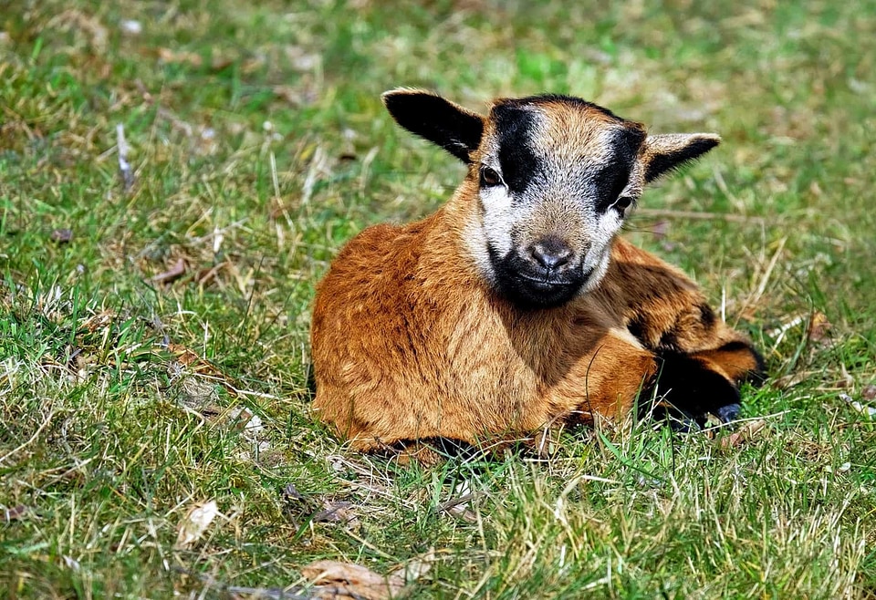 Animal brown fauna photo