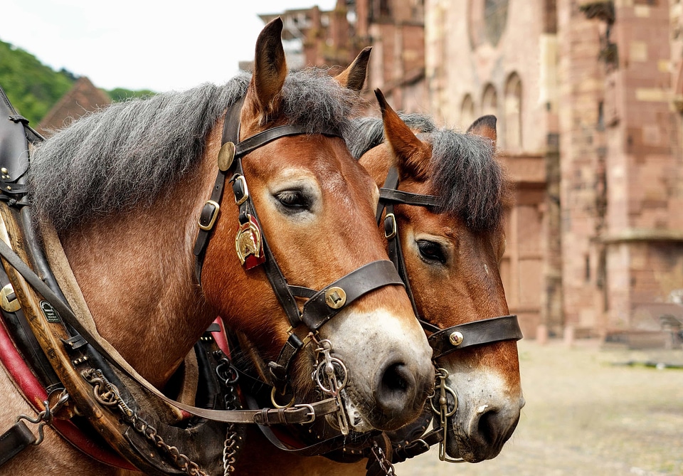 Animal beautiful photo brown